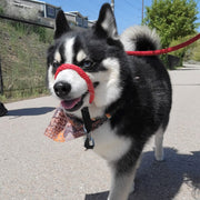 The Sidekick® standard size in red on a dog