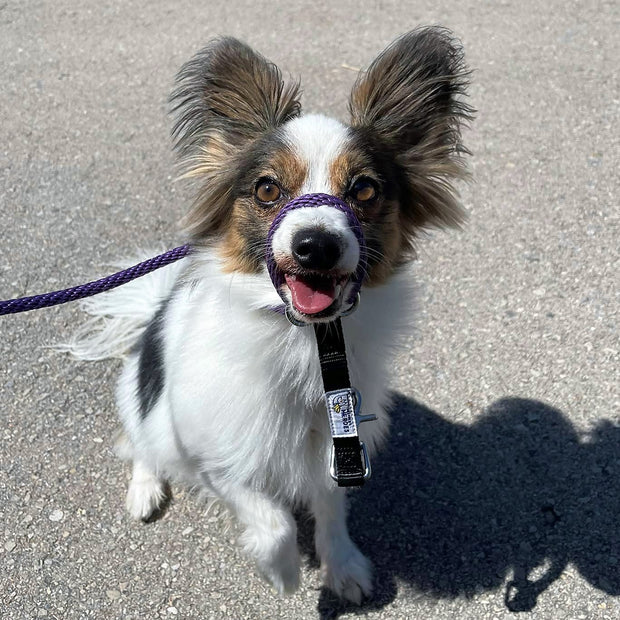 The Sidekick® Mini size purple on a dog