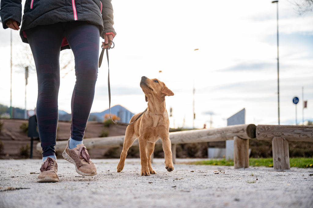 dog walking nicely on leash