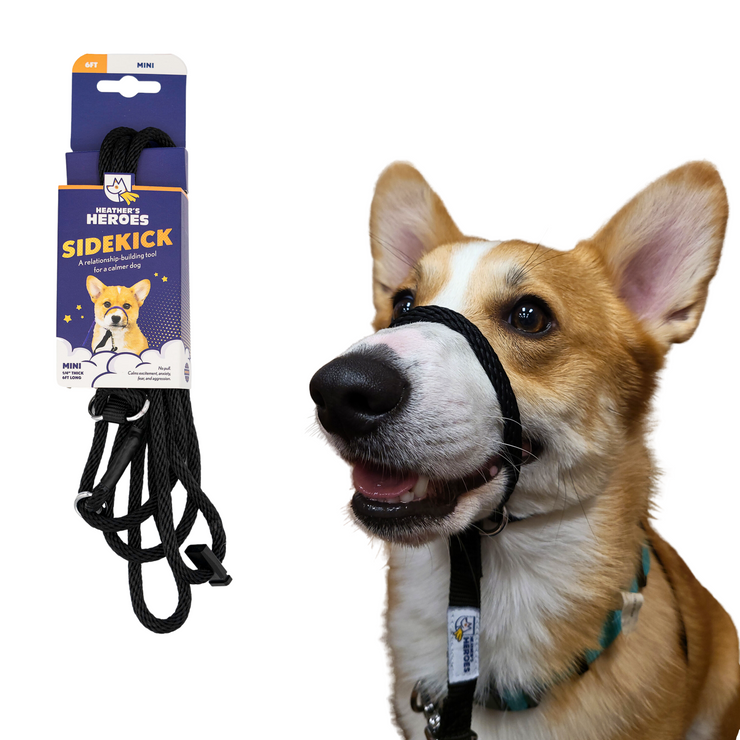 Mini black Sidekick on Corgi next to leash in packaging